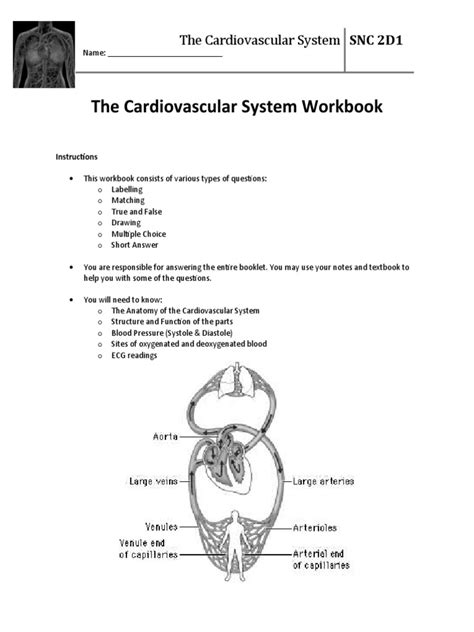 Cardiovascular System Workbook Answer PDF