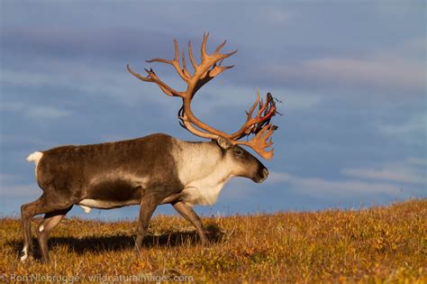 Caribou: