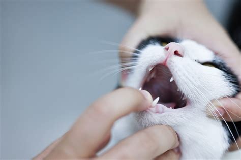 Caring for a Cat with No Teeth: A Comprehensive Guide