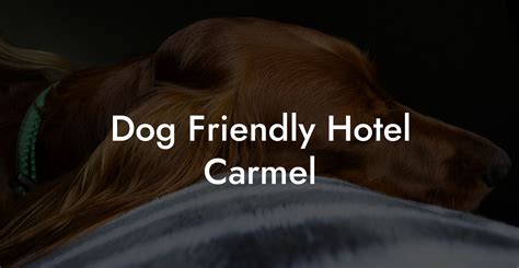 Carmel CA's Top 5 Pet-Friendly Hotels Where You and Your Furry Friend Can Have a Paw-fect Stay