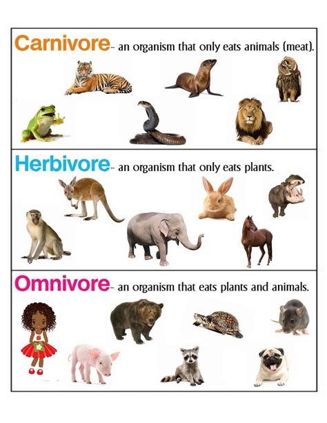 Carnivores and Herbivores in the Cosmic Arena