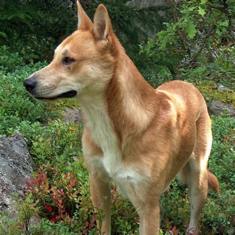 Carolina Dog