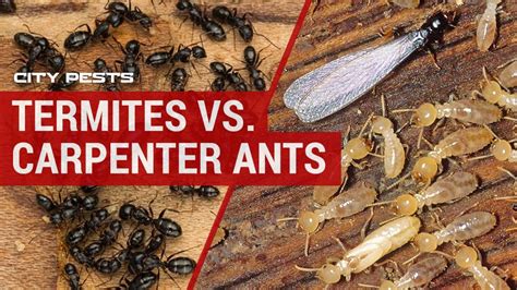 Carpenter Ant vs Termite: A Comprehensive Guide to Distinguishing the Destructive Duos