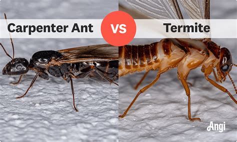 Carpenter Ant vs. Termite: The Ultimate Showdown