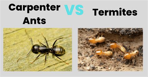 Carpenter Ants vs Termites: 5 Key Differences That Will Save Your Home