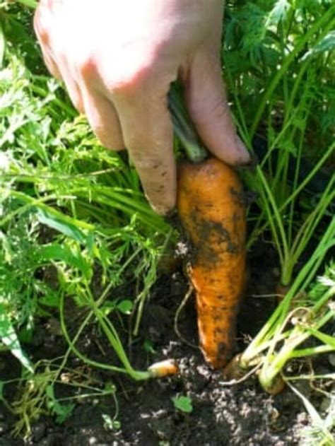 Carrot Fertilizer: Everything You Need to Know to Grow Sweet, Luscious Carrots