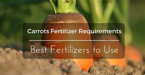 Carrot Fertilizer: The Ultimate Guide to Feeding Your Crops for Success