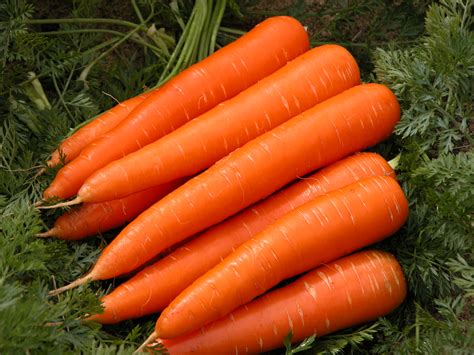 Carrots: