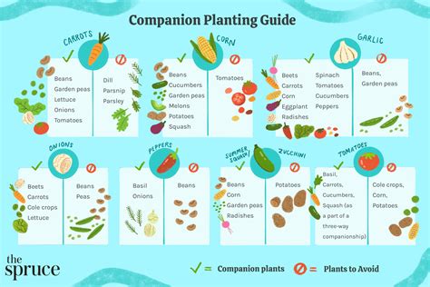 Carrots Companion Planting Chart