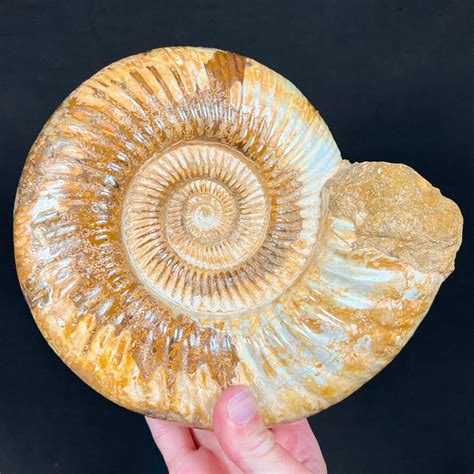 Carry an ammonite fossil: