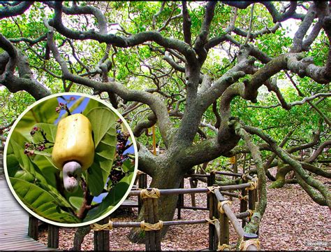 Cashew: A Natural Wonder with Diverse Medical and Surgical Applications