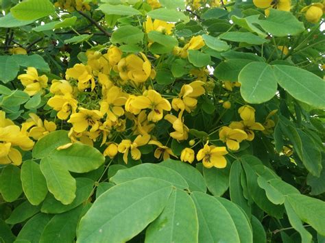 Cassia fistula