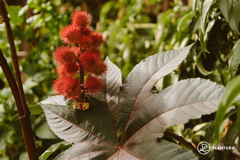 Castor Oil Plant: 10,000 Reasons Why It's Poisonous