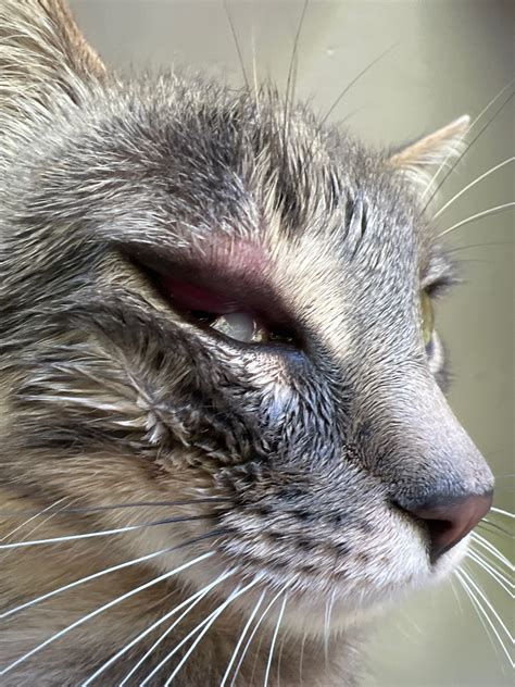 Cat's Eye Is Swollen: All You Need to Know