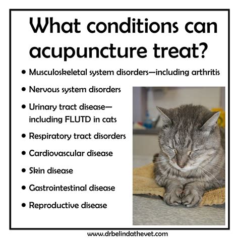 Cat Acupuncture and Alternative Medicine: 2025 and Beyond