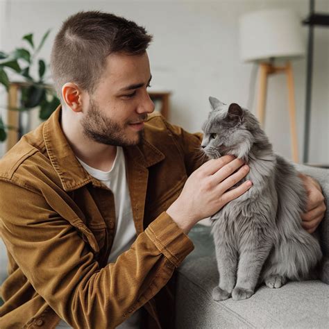 Cat Adoption VS Rescue: 2025 Ultimate Guide