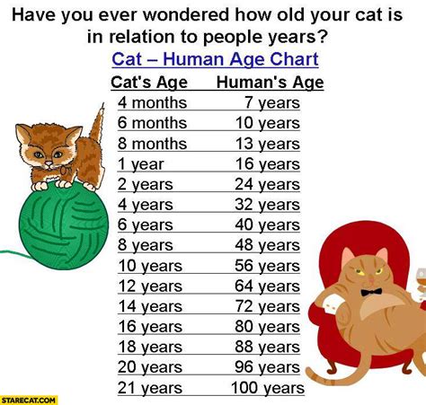 Cat Age vs. Human Age: A Comparison