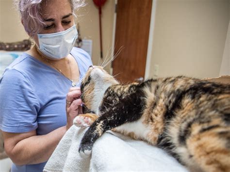 Cat Angels of Cary: A Haven for Feline Welfare in North Carolina