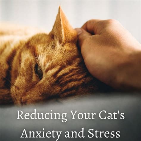 Cat Anxiety Vs. Stress: 5 Symptoms to Watch For in 2025