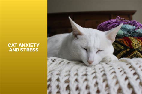 Cat Anxiety and Stress Relief: Battle for Inner Peace 2025