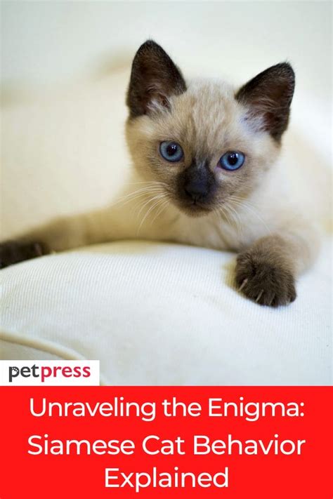 Cat Behavior and Psychology: Unraveling the Enigma of 2025