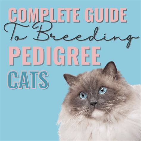 Cat Breeding: A Comprehensive Guide to Feline Procreation