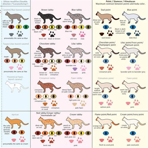 Cat Coat Colors Chart