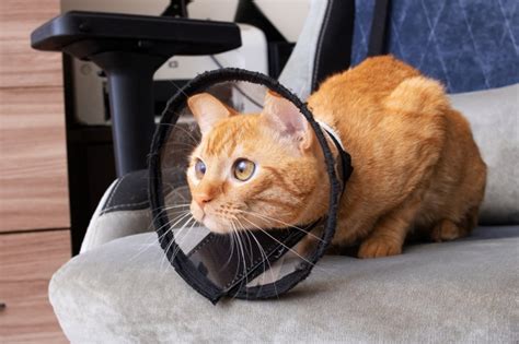 Cat Cones: A Comprehensive Guide to Use, Benefits, and Alternatives