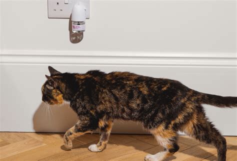 Cat Diffusers VS Pet Tech: The Ultimate 2025 Guide