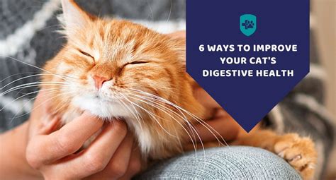 Cat Digestive Health: A Guide to Keeping Your Feline Friend's Gut in Tip-Top Shape