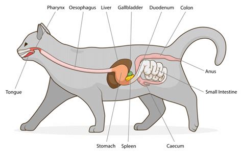 Cat Digestive System Virtual Answers PDF