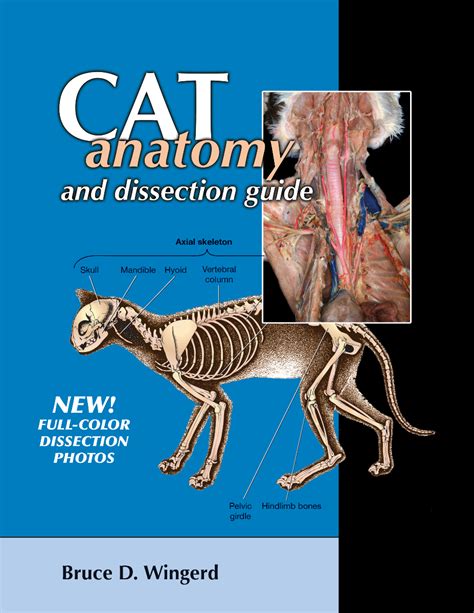 Cat Dissection Answer Guide Bluedoor Llc Doc