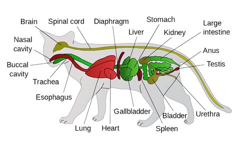 Cat Dissection Question And Answers Kindle Editon