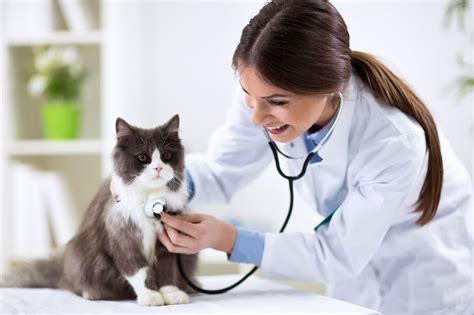 Cat Doctor Animal Care Doc