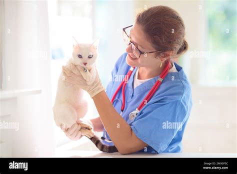 Cat Doctor Animal Care Doc