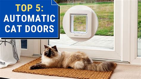 Cat Door Security VS Safety: The Best Features for 2025