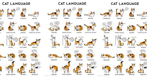 Cat Emotions Chart