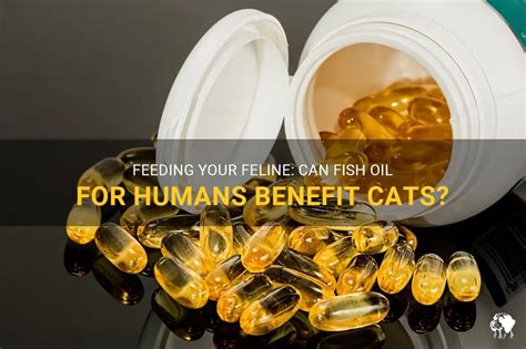 Cat Fish Oil in Feline Nutrition Research: 2025 and Beyond