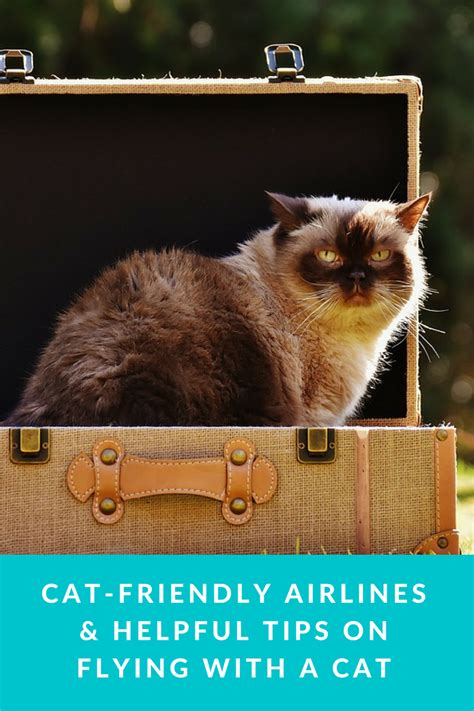 Cat Fish Oil vs Top Cat-Friendly Airlines of 2025