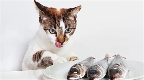 Cat Fish Oil vs. Cat-Friendly Travel: The 2025 Showdown