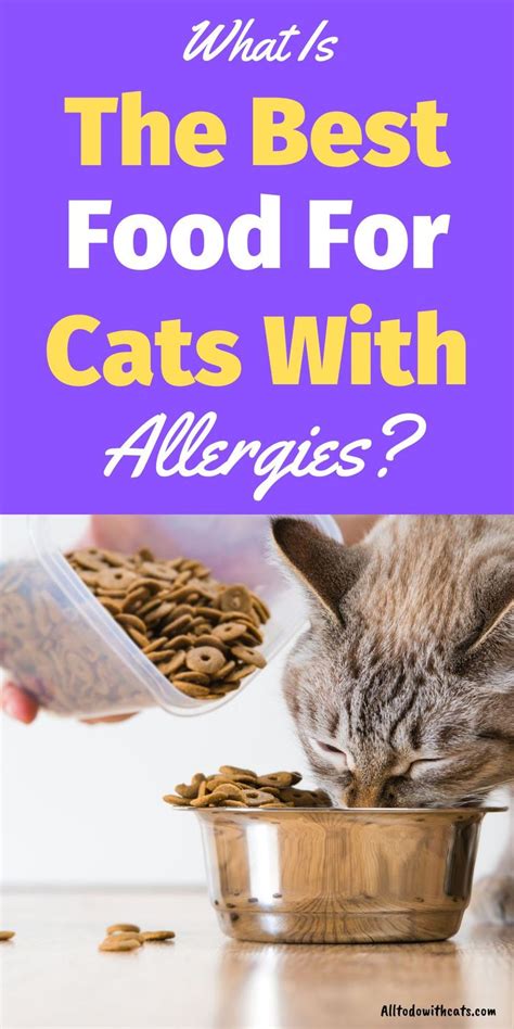 Cat Food Allergy Foods: 5 Common Foods to Watch Out For