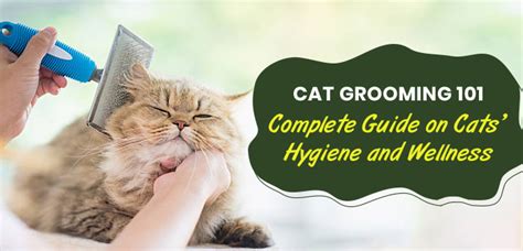 Cat Grooming 101: Hair Care and Brushing Masterclass