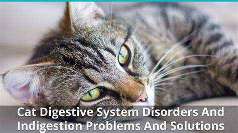 Cat Grooming VS Hygiene for Digestive Issues: 2025 Guide