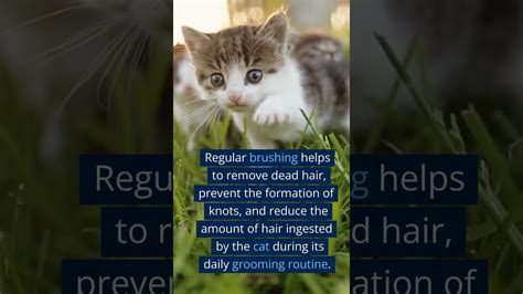 Cat Grooming and Hygiene for Sensitivities in 2025: The Ultimate Sensitivity Solutions