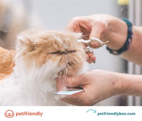 Cat Grooming and Hygiene for Skin Issues: A Comprehensive Guide for 2025