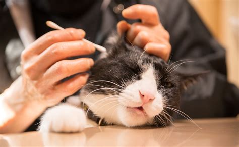 Cat Grooming for Ear Health: A Comprehensive Guide to 2025