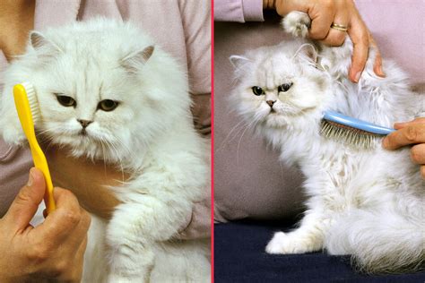 Cat Hair Care and Brushing: A Comprehensive Guide for 2025