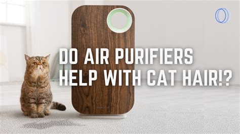 Cat Hair Purifier: An In-Depth Exploration