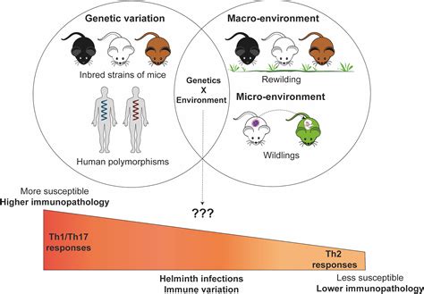 Cat Health 2025: Genetics VS Environment