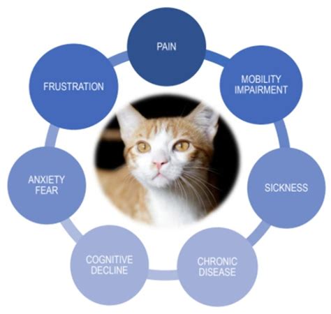 Cat Health and Rescue in 2025: A Vital Partnership for Feline Well-being